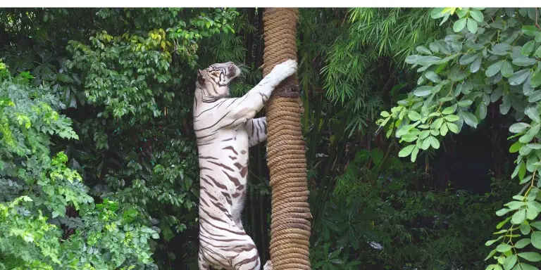 A tiger is climbing a tree