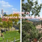 Denver vs chenneye moutain zoo