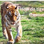 How do tigers protect themselves