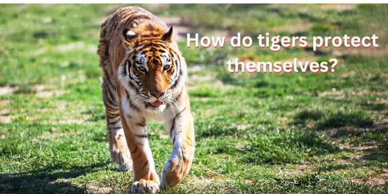 How do tigers protect themselves