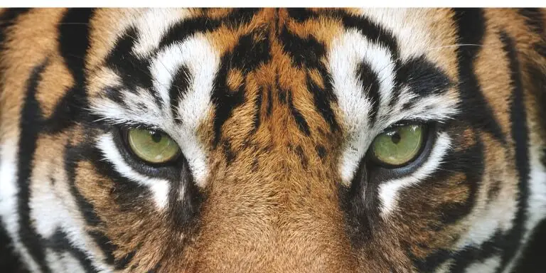 Tiger Eyes