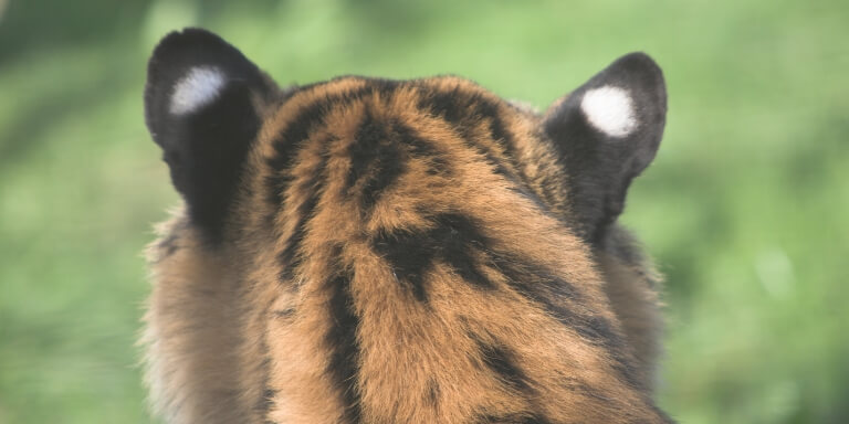 Tiger ears- serves as false eyes