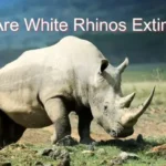 are-white-rhinos-extinct
