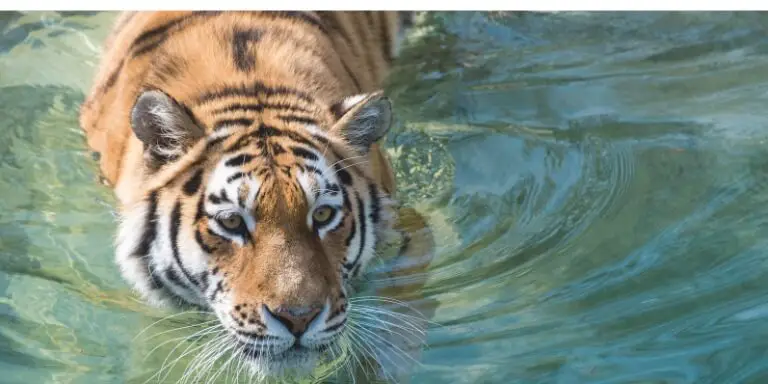 tiger swimming