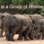 What is a group of rhinos called