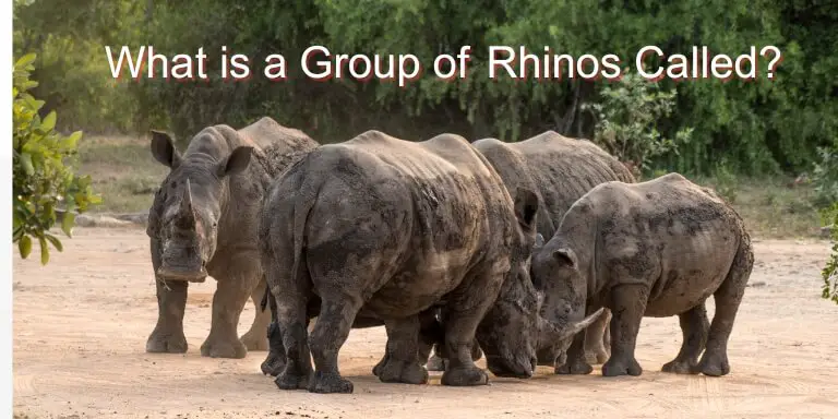 What is a group of rhinos called
