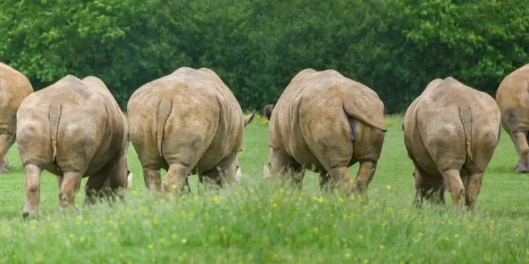 a group of rhinos in the wild