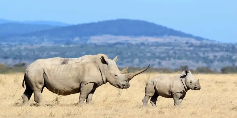 mother and calf rhinos
