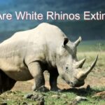 are white rhinos extinct
