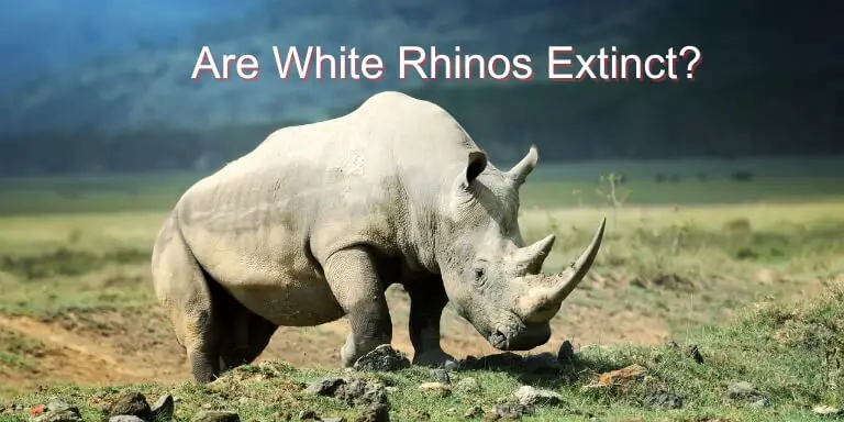 are white rhinos extinct