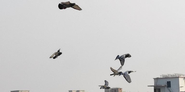 A-flock-of-pigeons-is-flying