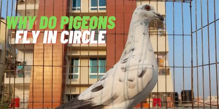 Why-do-pigeons-fly-in-circle