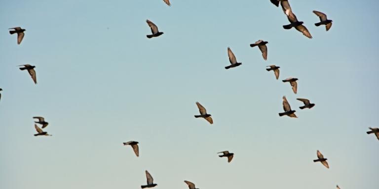 pigeons-fly-in-formation